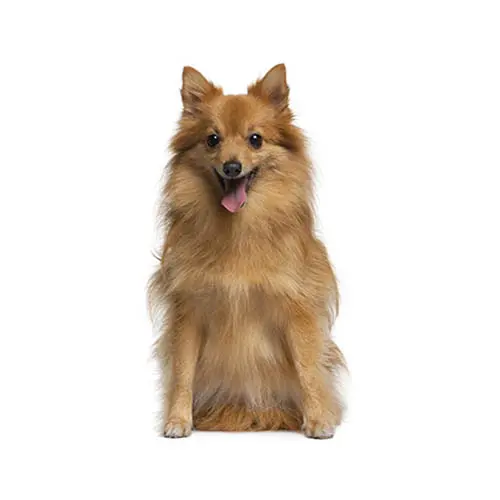 German Spitz